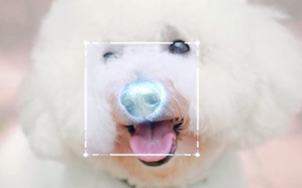 支付宝推出狗狗鼻纹识别软件，可一键报失